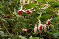 Fuchsia LadyÃ¢â¬â¢s Eardrops flowers in the garden Royalty Free Stock Photo